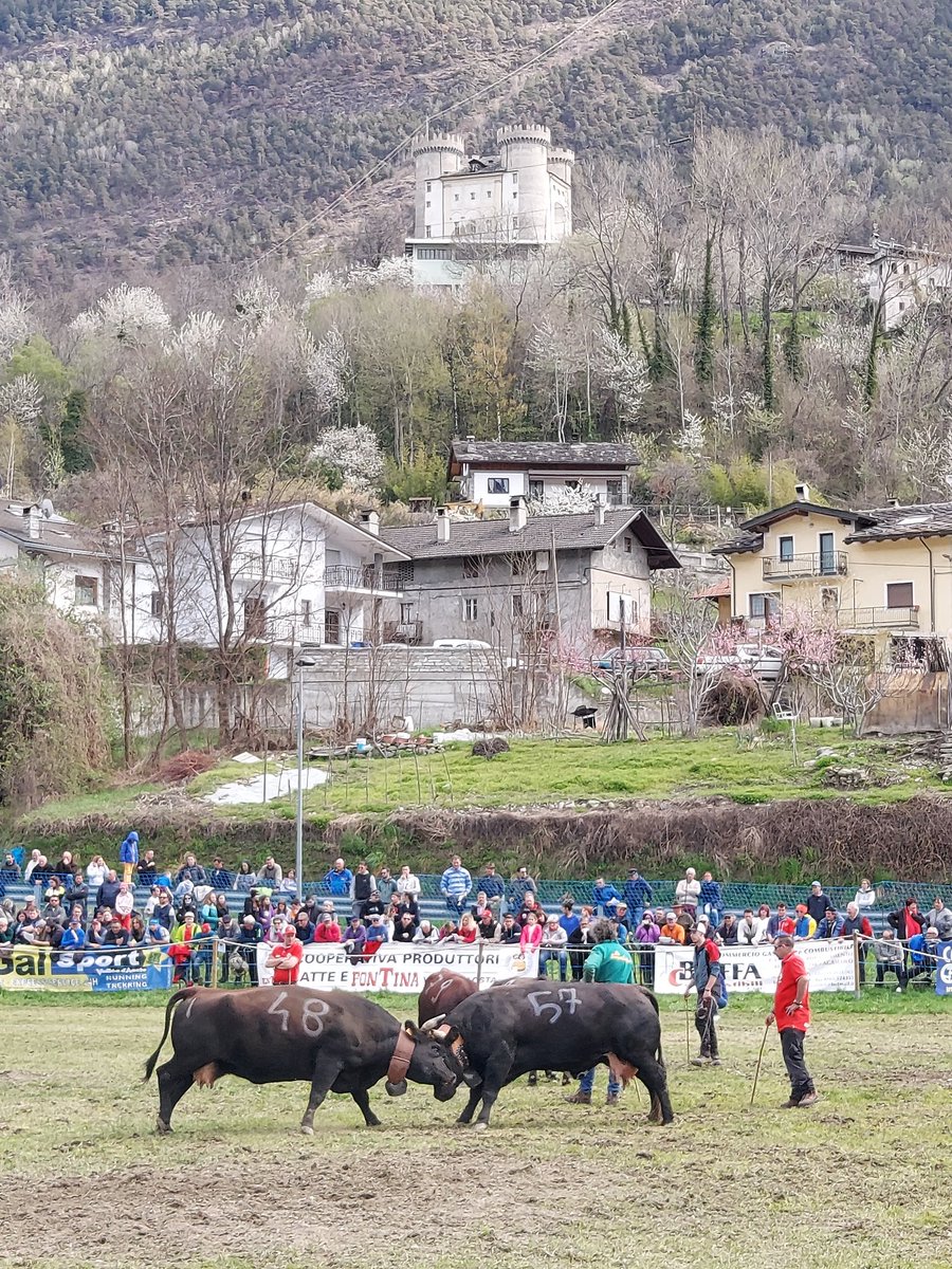 Batailles des Reines #Aymavilles