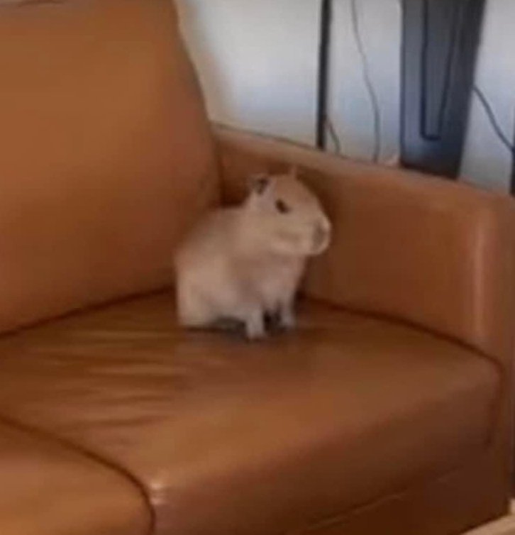 OrbitsBrasil's tweet image. Yves criou Instagram 3 dias atrás e já postou mais de 30 fotos