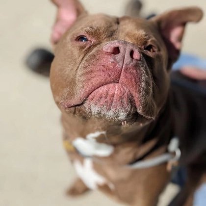 KarenSConniff's tweet image. #Mokee #CLE #OH #ADOPT Ten year old Mokee adores the company of other dogs and romps like a much younger pup during playtime. Helived with a smaller female dog previously. Indeed, Mokee is used to living in a home. He needs some loving! tinyurl.com/meetacitydog