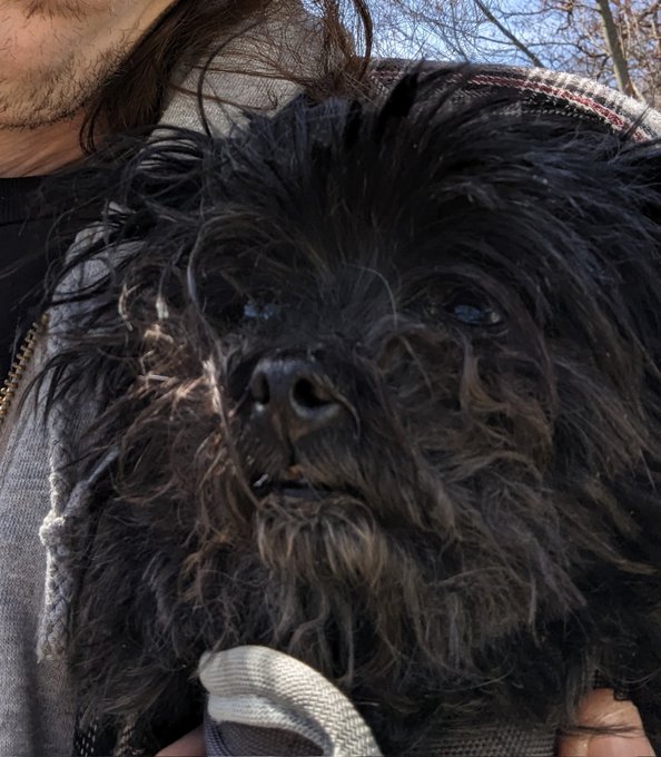 Took my Dog for a #PokemonGo walk today and she was so relaxed she started to fall asleep https://t.<a href="/tag/pokemongo"class="tags">#PokemonGo</a>