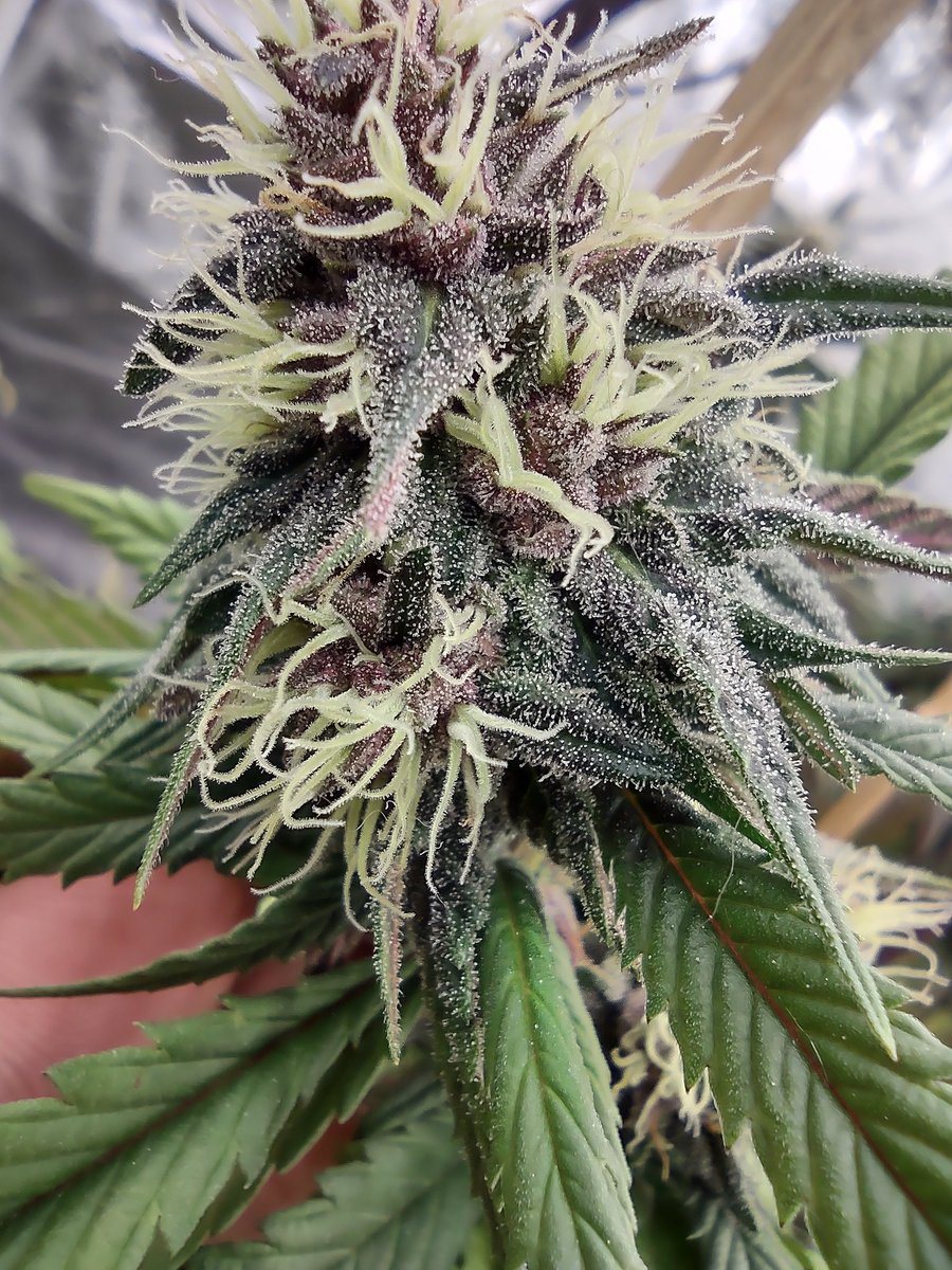 Guess what it's called
#cannabislife #drgreenthumb #cannabisculture #growyourown #weedsmokers #weed #Medical #LegalizeIt #LegaliseCannabis