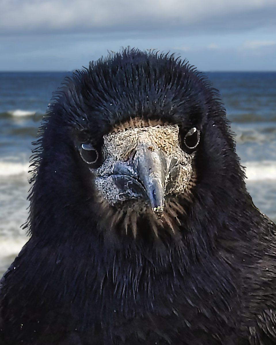 A rook called Russell at Strandhill, Sligo, Ireland - 'who's a pretty boy!'
I have some crow prints available on Etsy: carverphotography.etsy.com - or DM if you would like this one..
@Sligogirls #crow #strandhilll #sligo #sligowhoknew #ireland #birdphotography #tourismireland #birds