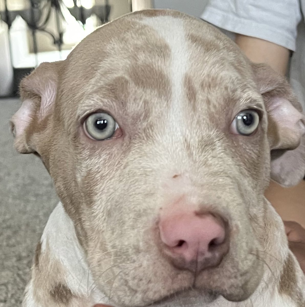 Name this dog. He’s a boy! #DogsofTwittter #PitbullCrew @dog_rates