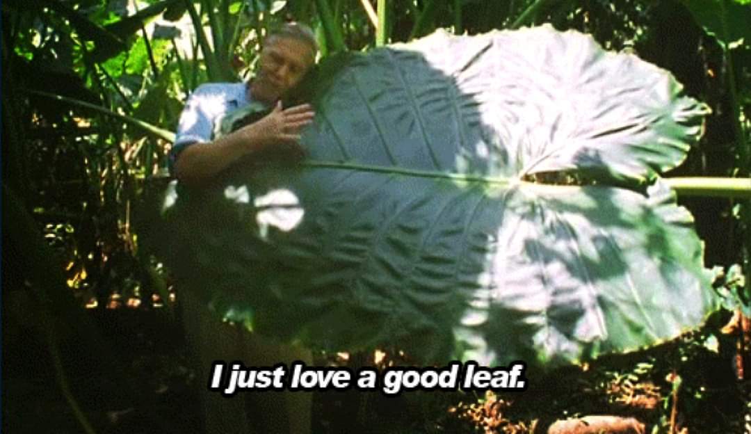 Yo al ver cualquier planta 🪴