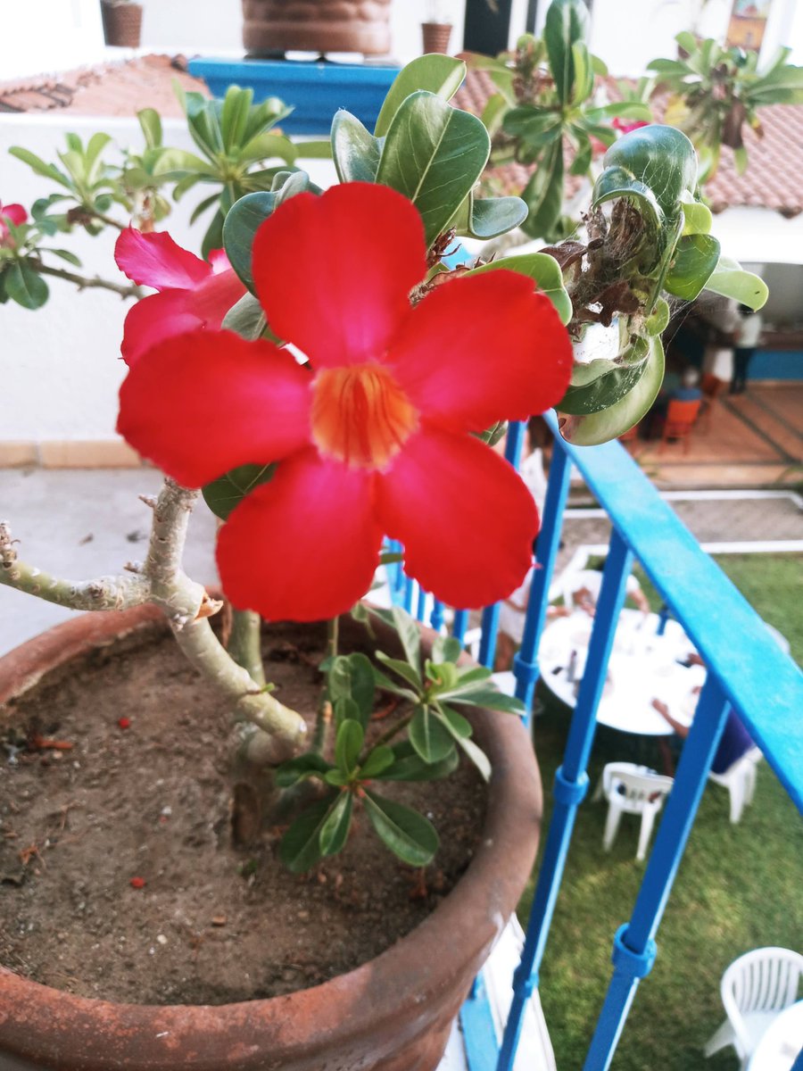 JzzKarla's tweet photo. I listened of the hashtag 
#FlowersForNamJoon and I say "It's my moment" 😂💖 🌺 https://t.co/0YpSzHkYR0