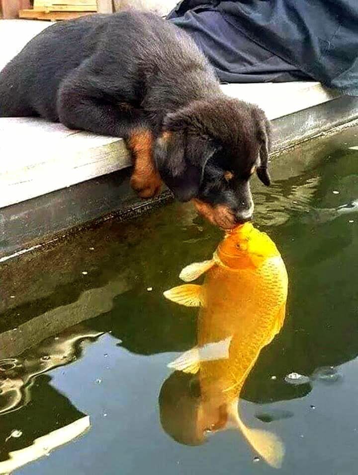 ruben_corella's tweet photo. #kiss #beso #beijo #peto #bisou #pets #perro #blackdog #yellowfish #fish #puppy #puppies #mascotas #lovers #petlovers #lovely #felizsemana #happyweek #socute https://t.co/HD1EmpgROF