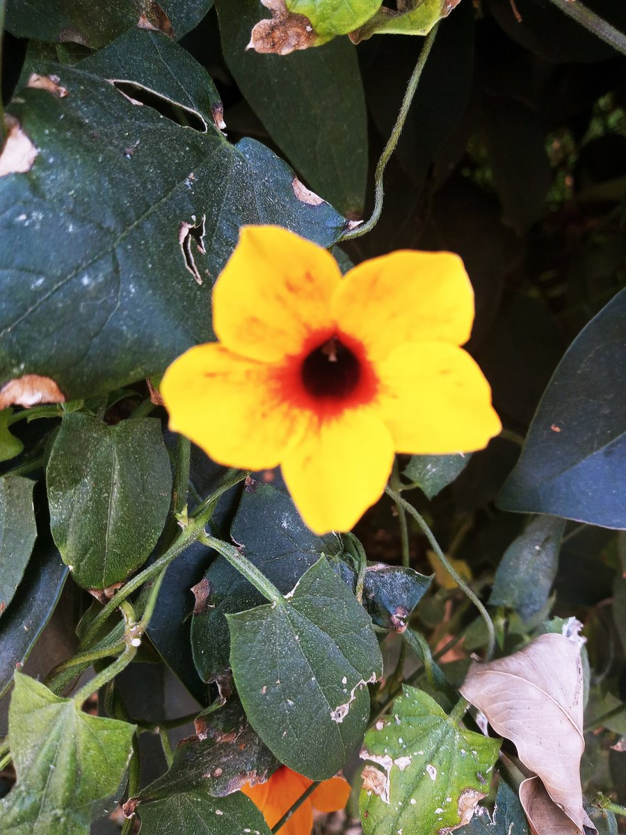 JzzKarla's tweet photo. I listened of the hashtag 
#FlowersForNamJoon and I say "It's my moment" 😂💖 🌺 https://t.co/0YpSzHkYR0