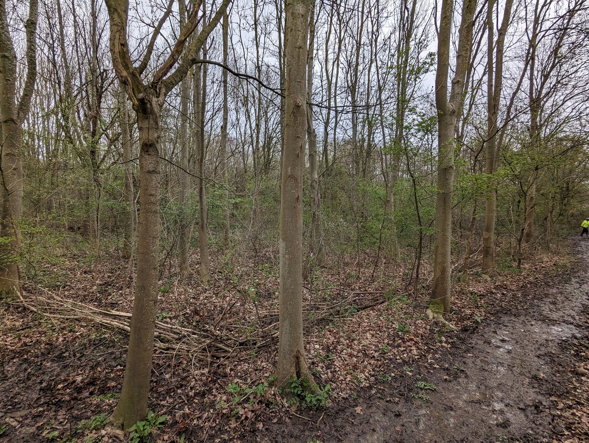 NotAbstemious's tweet image. It is my favourite part of my week to get muddy in the park. Widening muddy paths, trimming back the encroaching sides and using the cuttings to make dead hedges/windrows to protect the areas where bluebells will bloom in the coming weeks.