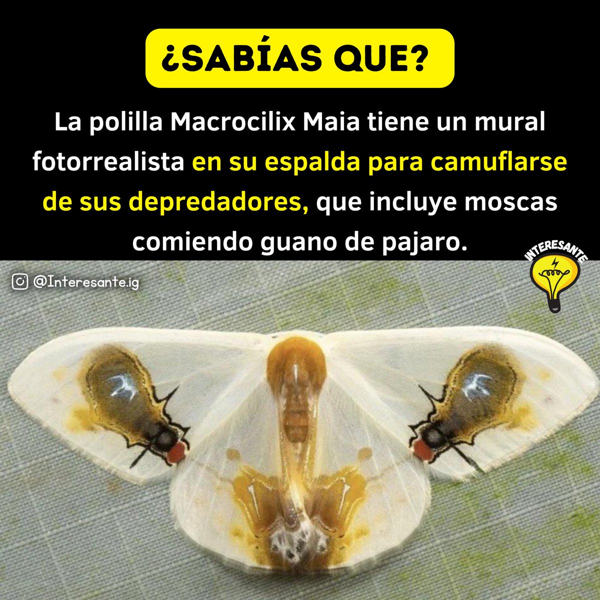Interesante Gurú tweet media