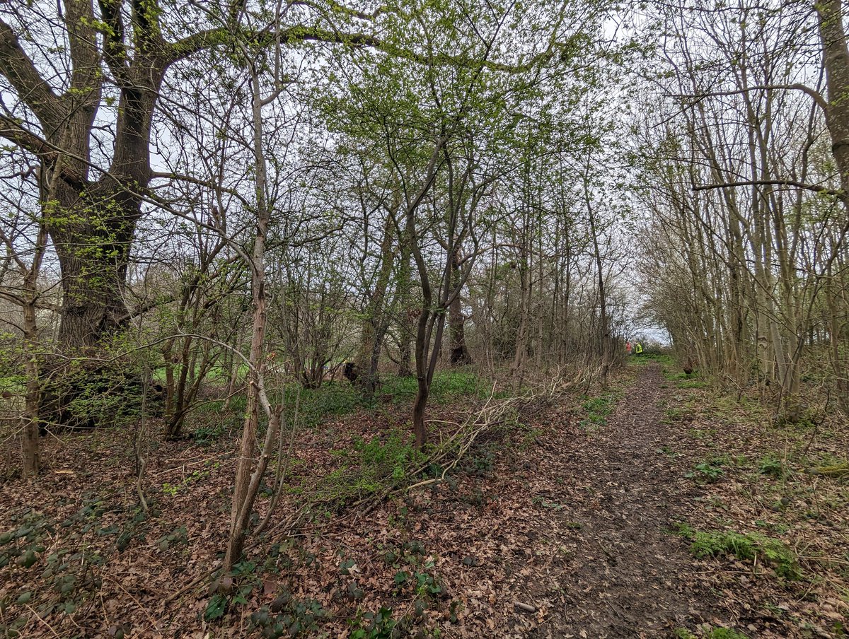 NotAbstemious's tweet image. It is my favourite part of my week to get muddy in the park. Widening muddy paths, trimming back the encroaching sides and using the cuttings to make dead hedges/windrows to protect the areas where bluebells will bloom in the coming weeks.