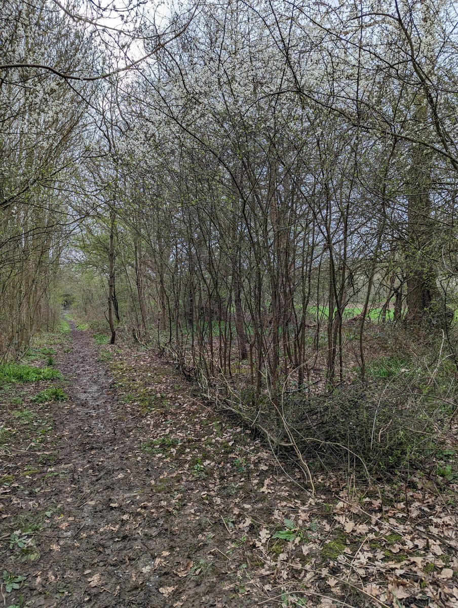 NotAbstemious's tweet image. It is my favourite part of my week to get muddy in the park. Widening muddy paths, trimming back the encroaching sides and using the cuttings to make dead hedges/windrows to protect the areas where bluebells will bloom in the coming weeks.