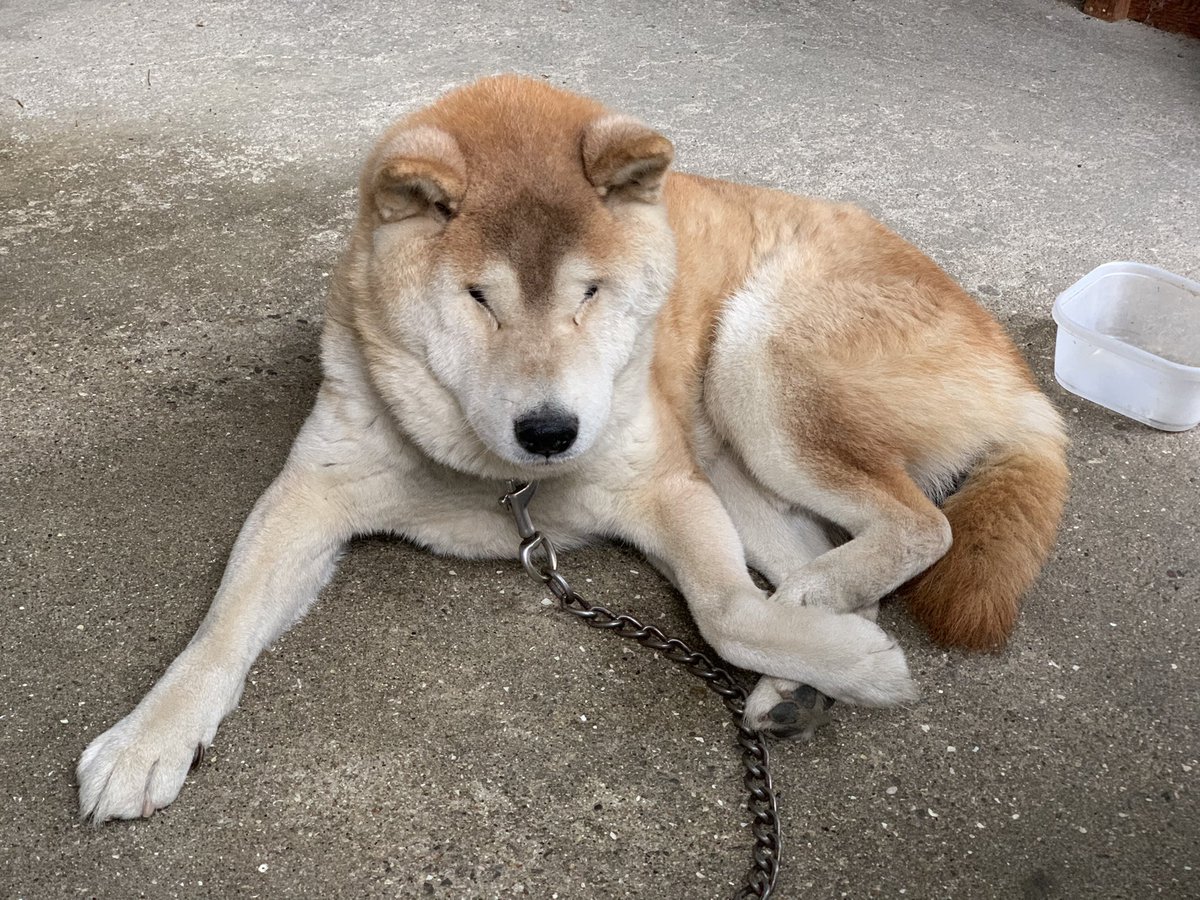 hirotan_358's tweet photo. 【拡散希望】愛犬柴犬ラッキー16歳捜索中。昨年12月24日てんかん発作、今年1月24日香川県高松市鬼無町逸走。赤い首輪、大人しい性格。保健所警察届け出済。情報提供お願いします。#愛犬柴犬ラッキー16歳捜索中 https://t.co/4ob2TZWV6c