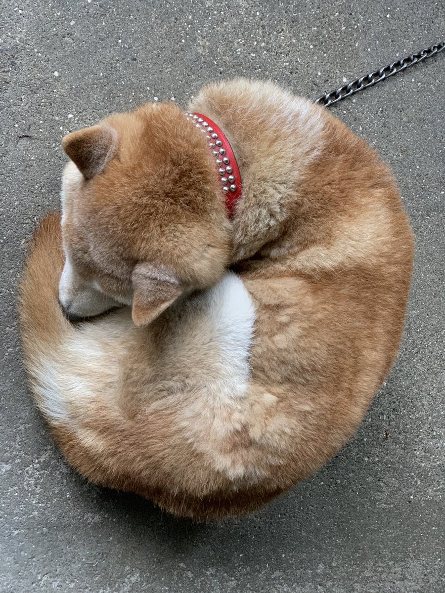 hirotan_358's tweet photo. 【拡散希望】愛犬柴犬ラッキー16歳捜索中。昨年12月24日てんかん発作、今年1月24日香川県高松市鬼無町逸走。赤い首輪、大人しい性格。保健所警察届け出済。情報提供お願いします。#愛犬柴犬ラッキー16歳捜索中 https://t.co/4ob2TZWV6c
