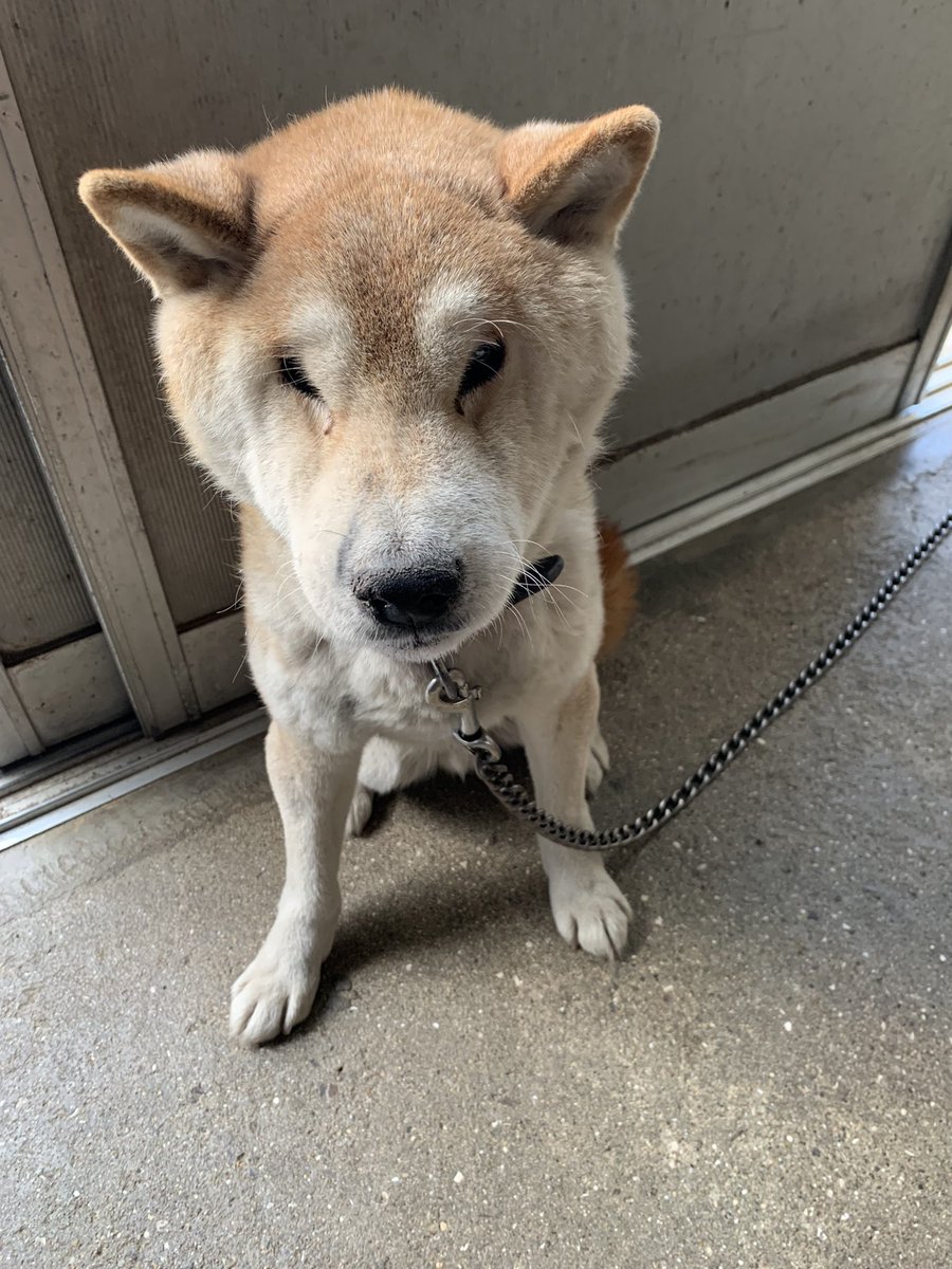 hirotan_358's tweet photo. 【拡散希望】愛犬柴犬ラッキー16歳捜索中。昨年12月24日てんかん発作、今年1月24日香川県高松市鬼無町逸走。赤い首輪、大人しい性格。保健所警察届け出済。情報提供お願いします。#愛犬柴犬ラッキー16歳捜索中 https://t.co/4ob2TZWV6c