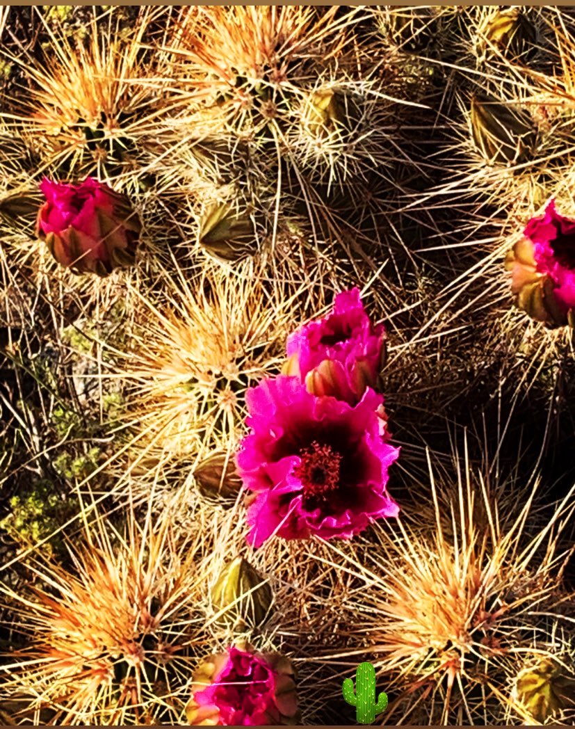 Beautiful desert blooms in AZ. #arizona #arizonahiking #arizonadesert 🌵☀️🕶️