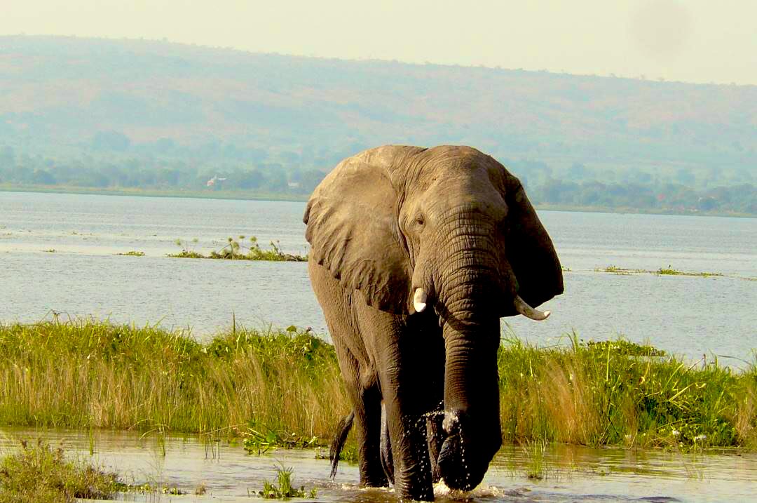 EarlyTrails's tweet photo. Looking for an exciting and unforgettable #adventure?. Join us on a safari and witness one of the big five animals and the role they play in the #ecosystem. https://t.co/fYIgiqiWV1