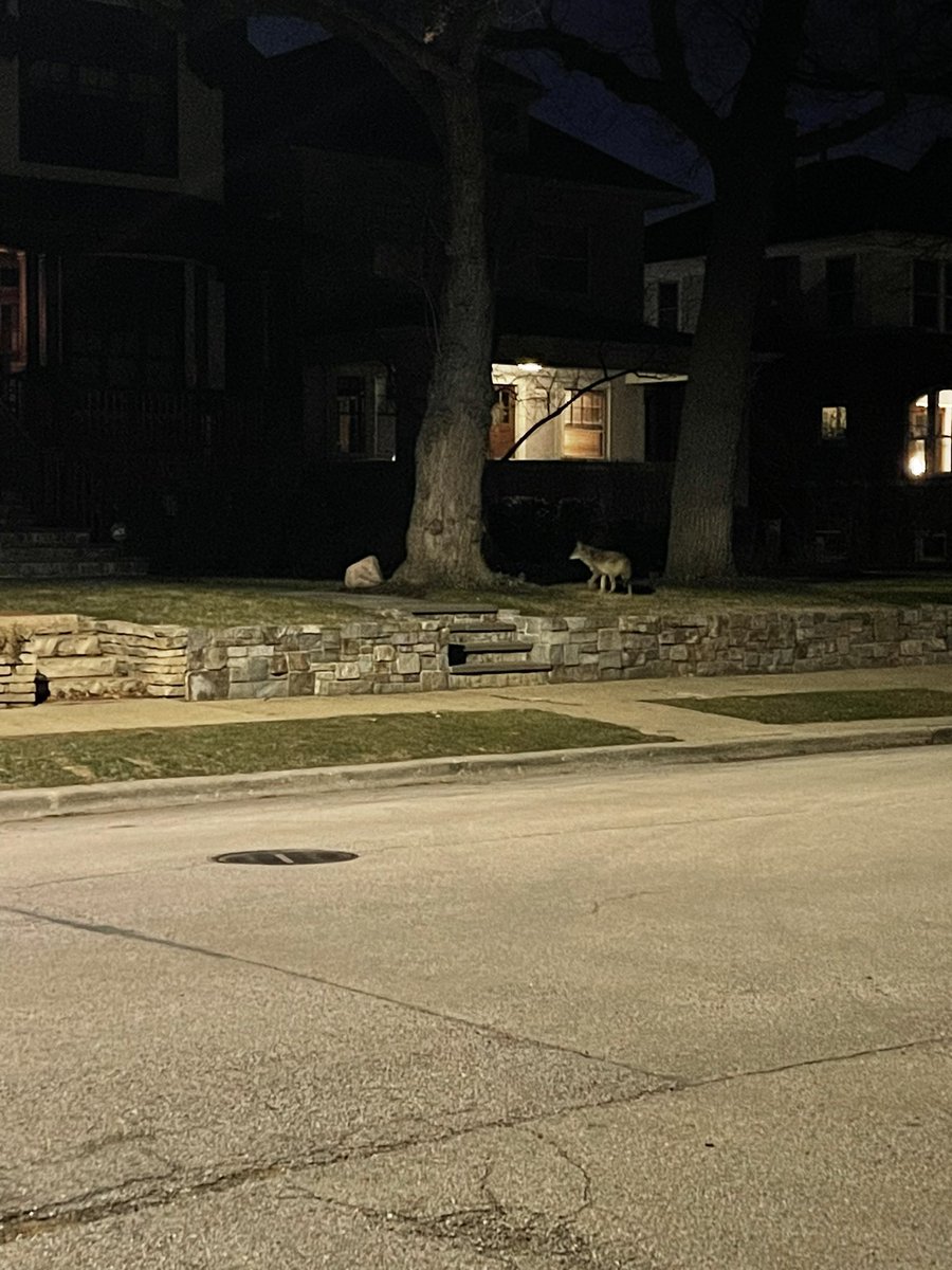 LauerMike's tweet photo. Coyotes on Greenview Ave west of #graceland cemetery  last Wednesday night around 10:30pm #gracelandcemetery #coyotes 
Saw one of them again today near the north west side that was collared but was limping https://t.co/7ak3nPeoPE