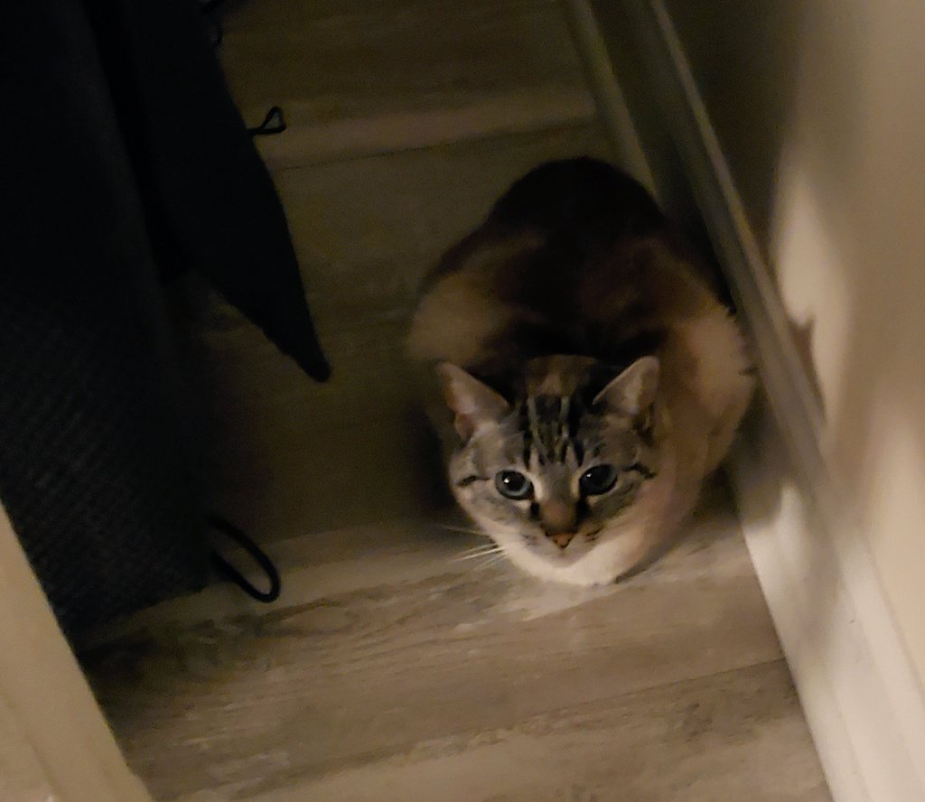 A late #Caturday post. Someone wasn't happy about the storms that rolled through. 🙀⛈️ Hope everyone stayed safe! 
#Caturday #cats #CatsOfTwitter