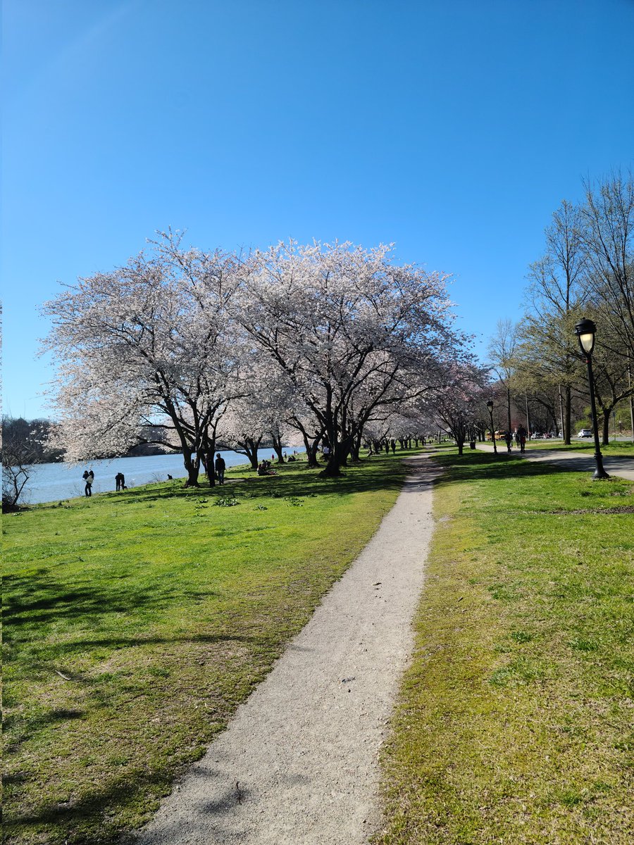 AnahiSantiago's tweet photo. I love running this time of the year. #Run215 #cherryblossoms https://t.co/xn8mTTich5
