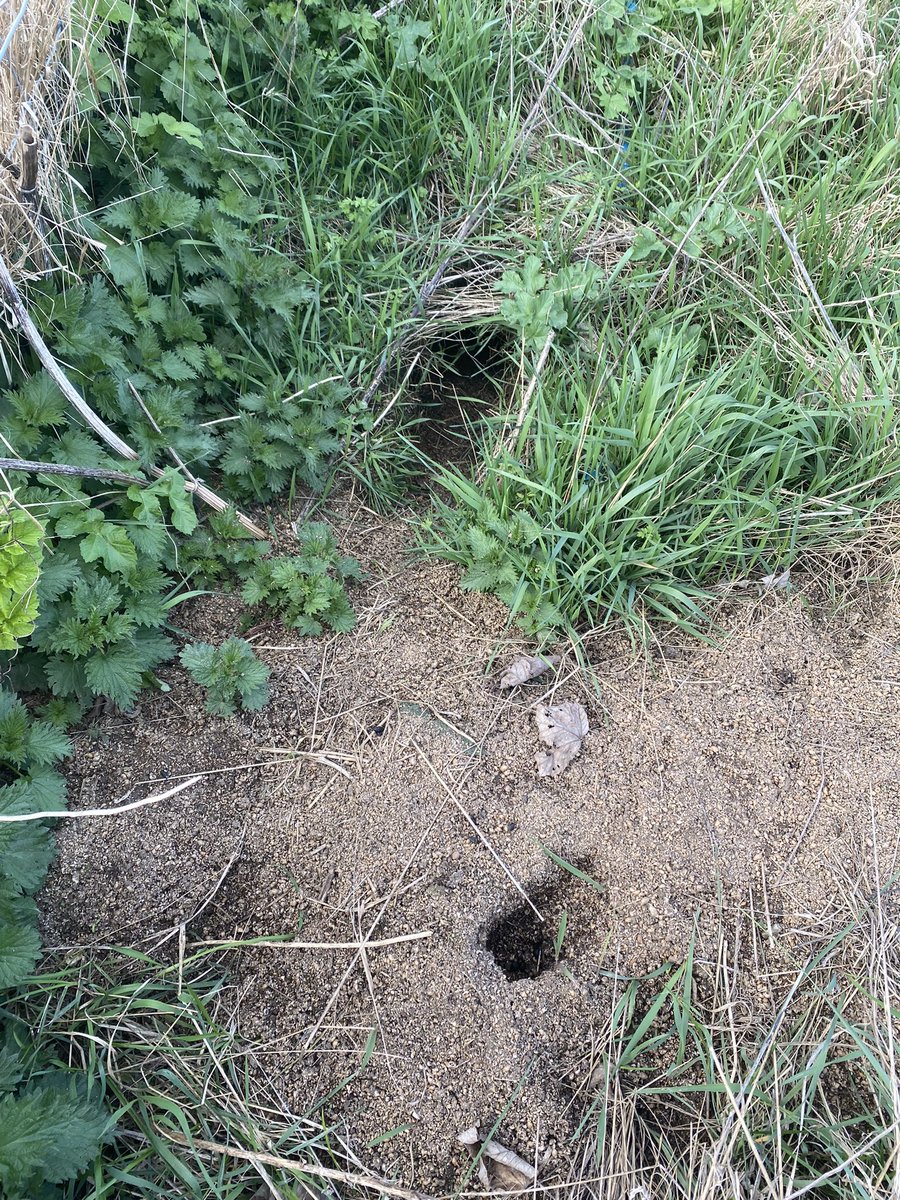 The windmill shop tweet media