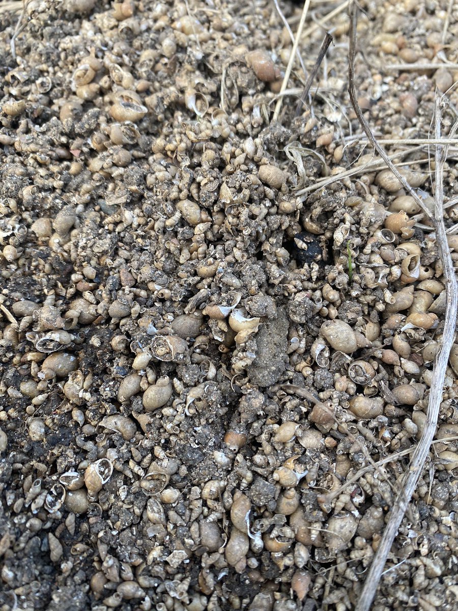 The windmill shop tweet media