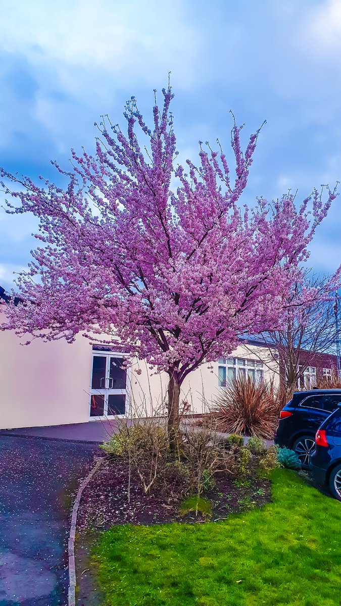 بہار آئی تو کھل گئے ہیں 
نئے سرے سے حساب سارے 

#Spring #cherryblossom
#photosofbritain