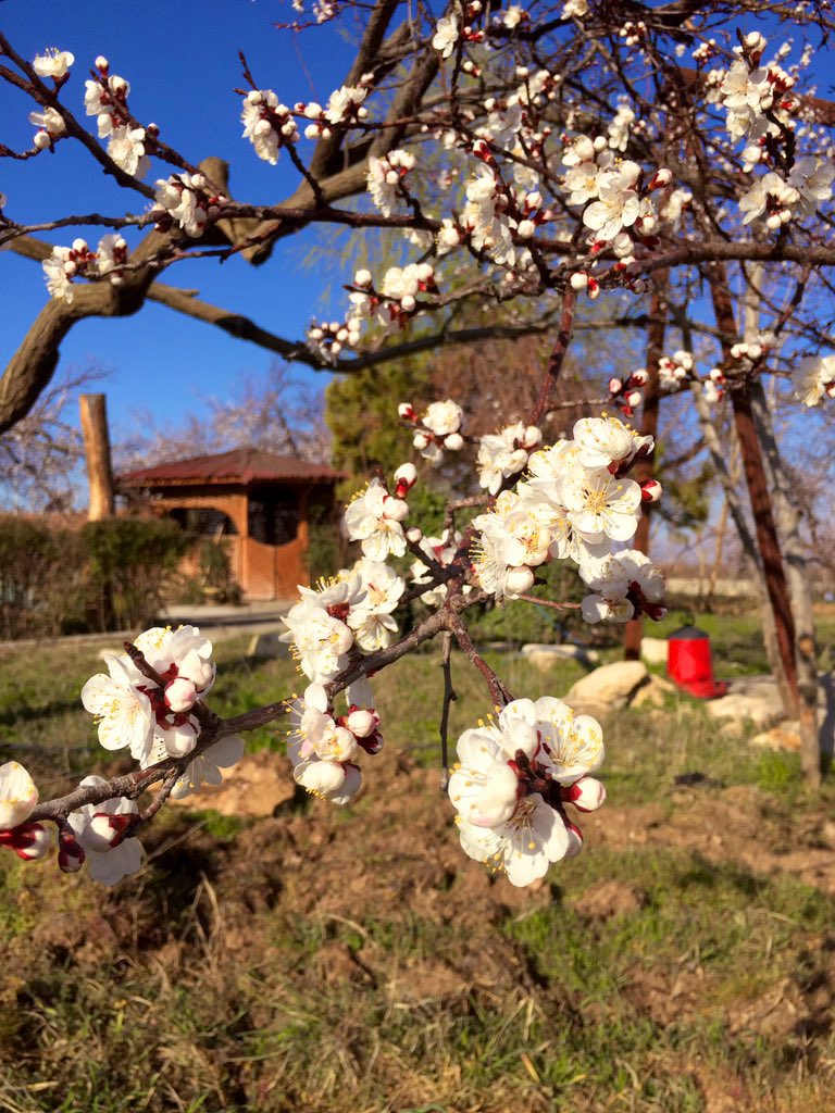Kayısı çiçekleri Malatya 👍🏻