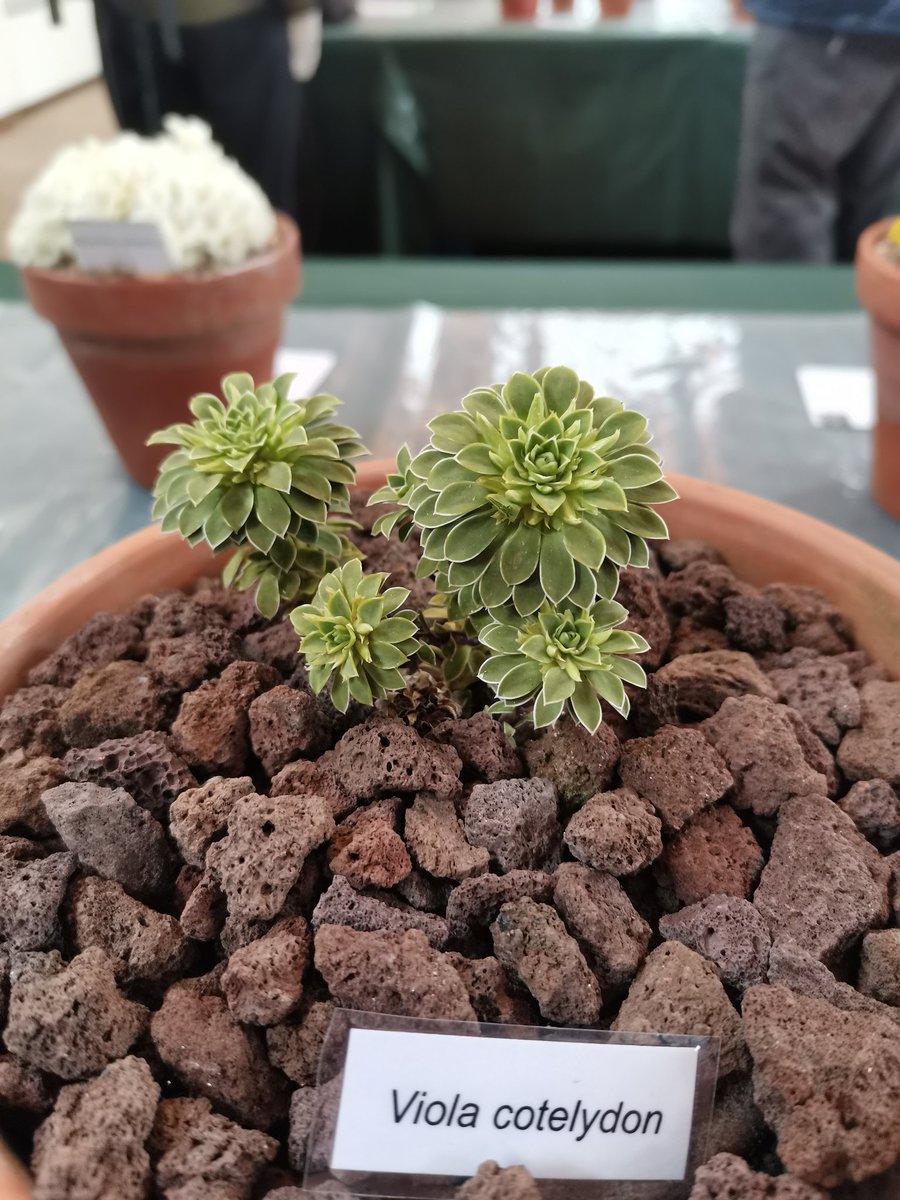 AlpineAlexO's tweet photo. A fantastic return for the @AlpineGardenSoc Kent show on Saturday. With a competitive open and intermediate section to feast the eyes upon as well as a lovely opportunity to catch up with old friends. A couple more firsts were in order too
#plants #Flowers #Alpine https://t.co/kGaveHXm2x