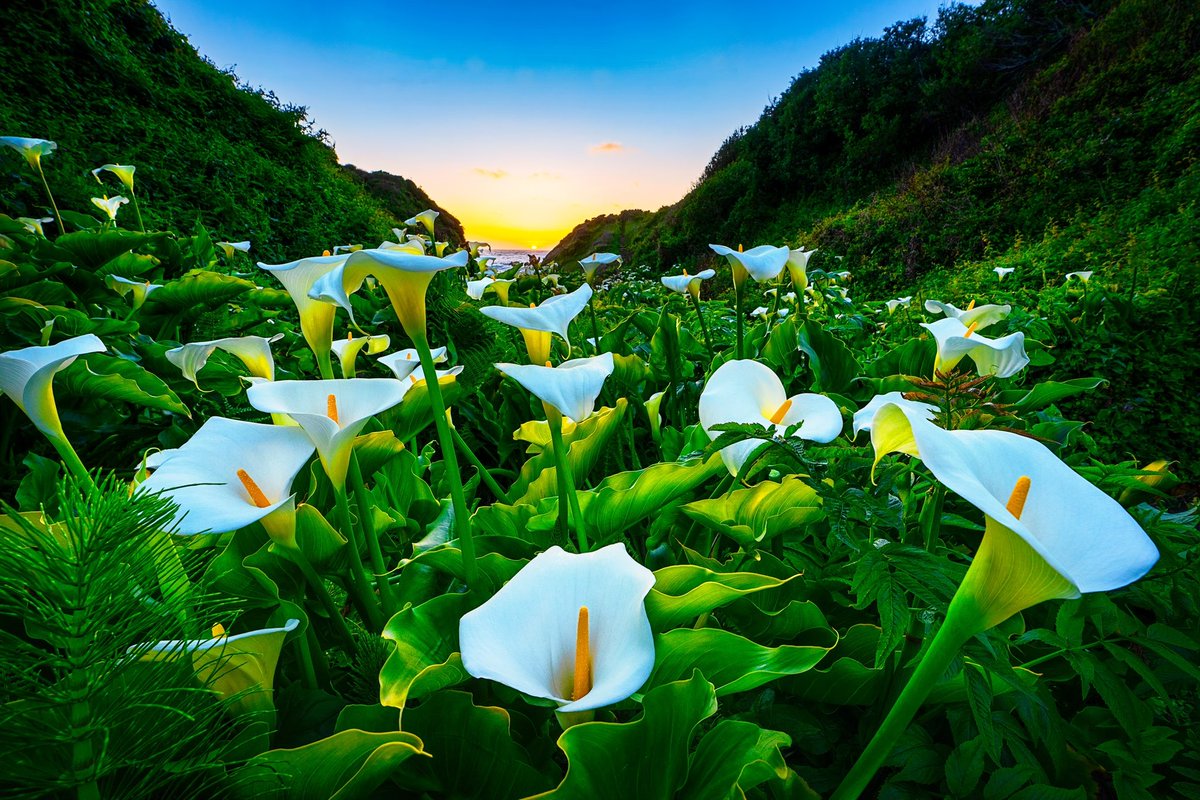 shrkshtr's tweet image. With the start of Easter week just about upon us, I thought I'd share a newer image of the famed Calla Lily grove in Garrapata State Park, Big Sur Coast, California.

#sonyartisan #singhrayfilters #ReallyRightStuff #callalily #garrapatastatepark #bigsurcoast #sunset