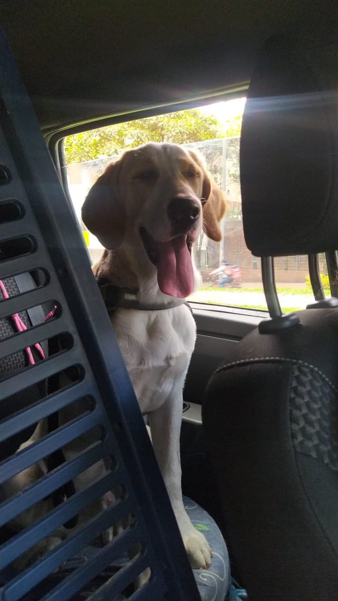 Marce_Tabares's tweet photo. 🆘 #Bogotá Y pues ni modo de dejarlo a su suerte 💔. Abandonado, perdido?  No sabemos, así que acá vamos! Nos ayudan a difundir para encontrar a su familia? Es un perro joven de talla grande 🙏🏻👇 https://t.co/SFoXG0cNYe