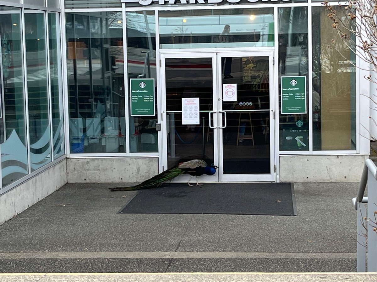 jackisnotabird's tweet image. Finally spotted George the campus peacock on my way out—a magical ending to a truly incredible weekend at the #mthf23 conference. @TransArchives @uvic