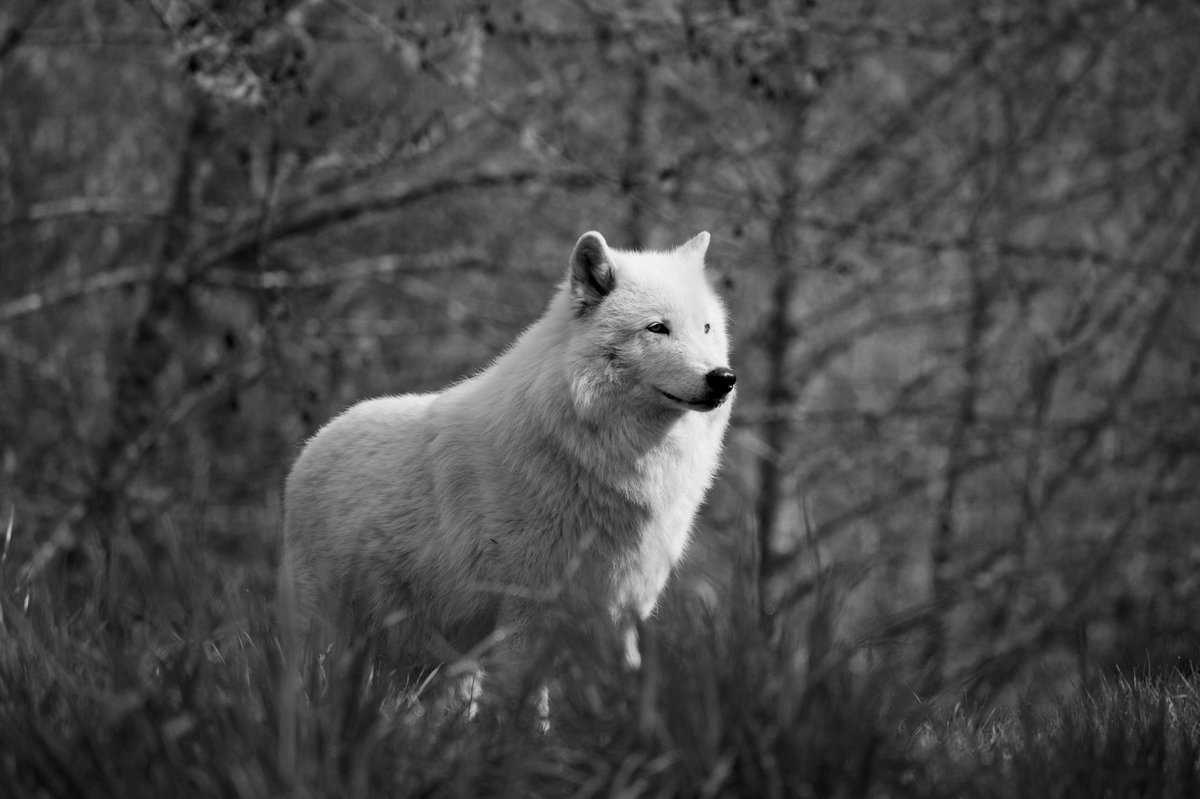 ANSWR_Ghoul's tweet image. #whitewolves #wilderness #photograghy #blacknwhite 👀 can&apos;t look away