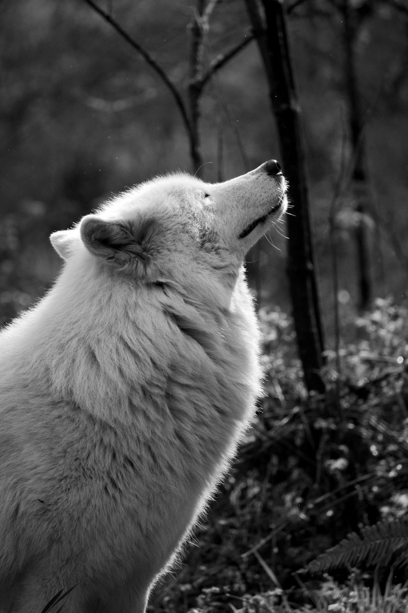 ANSWR_Ghoul's tweet image. #whitewolves #wilderness #photograghy #blacknwhite 👀 can&apos;t look away