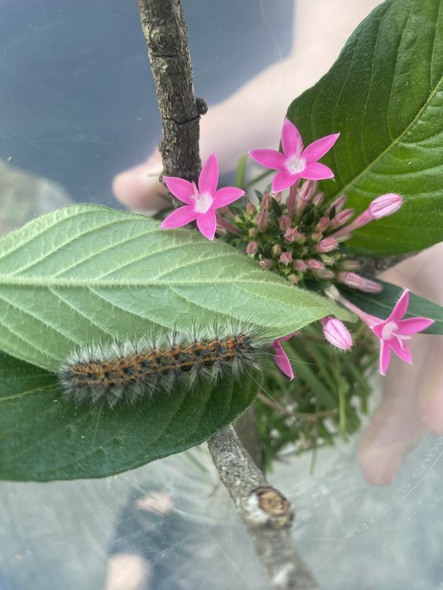itsmburton's tweet image. Day 1 of our unidentified but suspected to be salt marsh moth project. With dark red lucky star pentas. His name is “Toby” #moth #metamorphisis #caterpillarproject #Tampabay #Florida