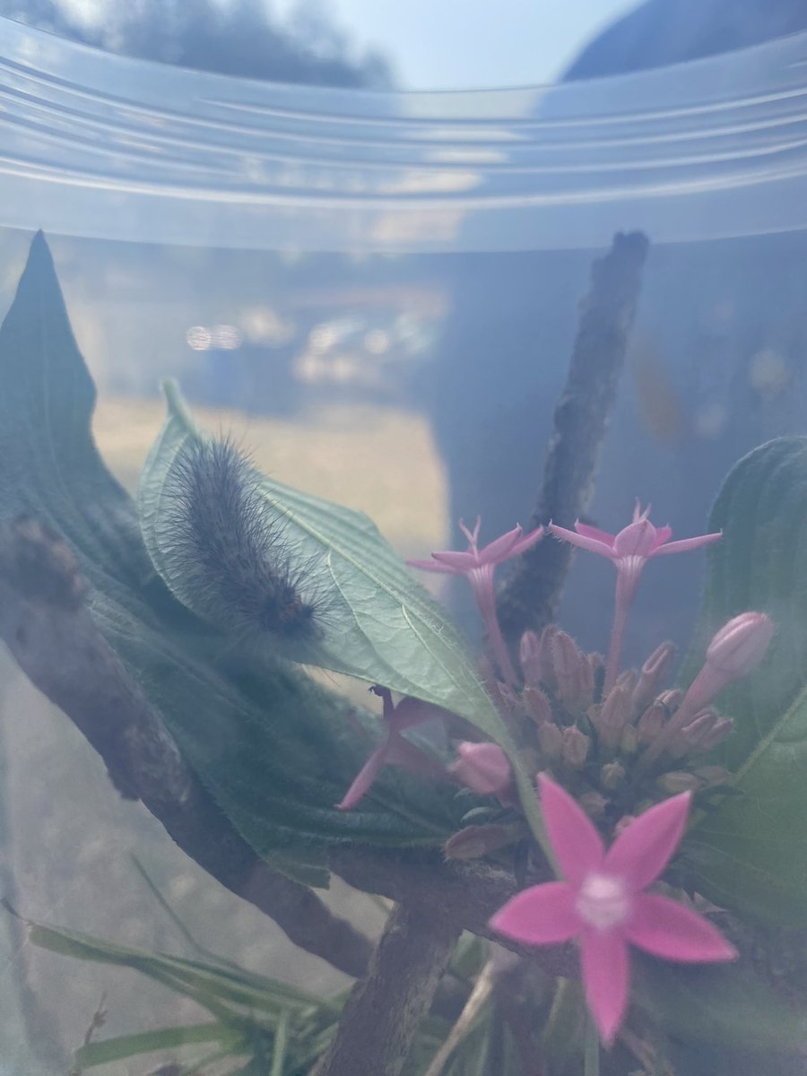 itsmburton's tweet image. Day 1 of our unidentified but suspected to be salt marsh moth project. With dark red lucky star pentas. His name is “Toby” #moth #metamorphisis #caterpillarproject #Tampabay #Florida