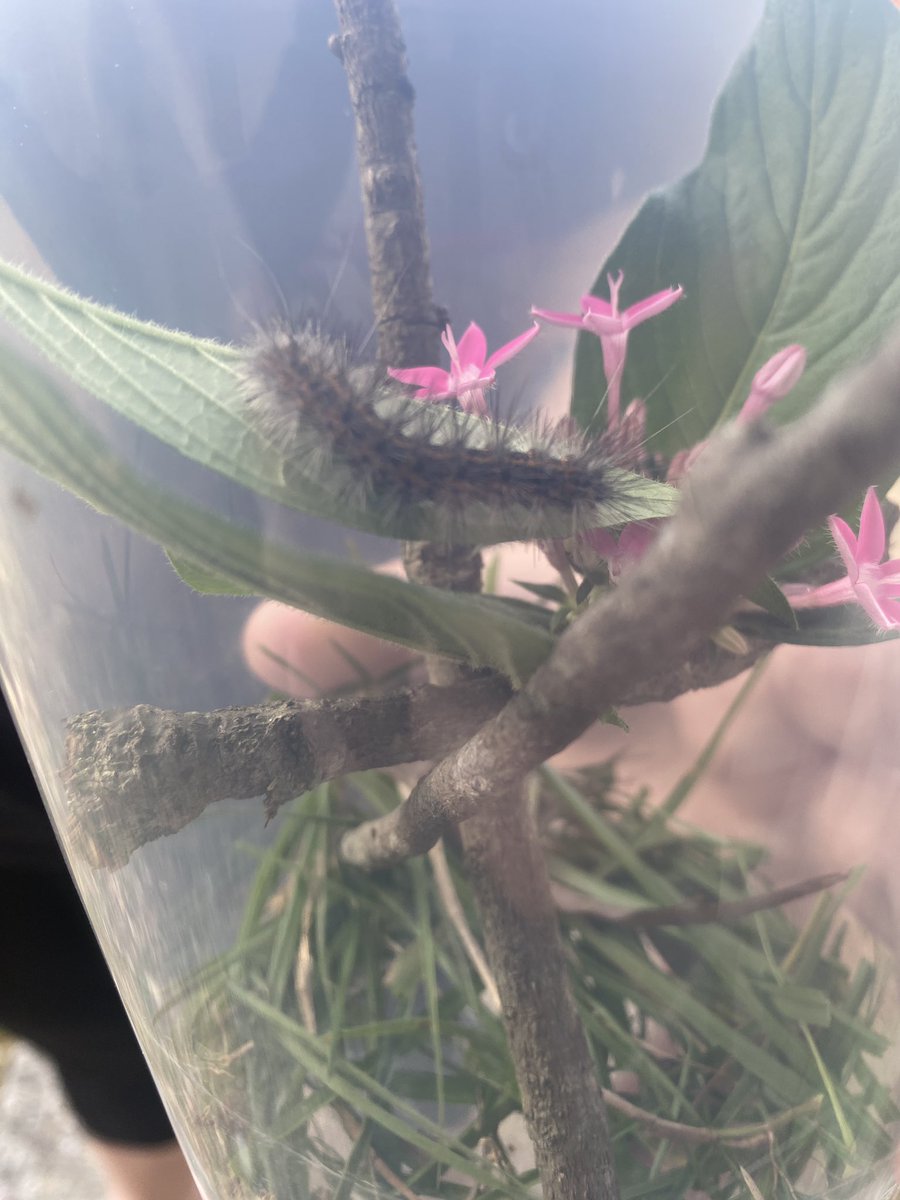 itsmburton's tweet image. Day 1 of our unidentified but suspected to be salt marsh moth project. With dark red lucky star pentas. His name is “Toby” #moth #metamorphisis #caterpillarproject #Tampabay #Florida