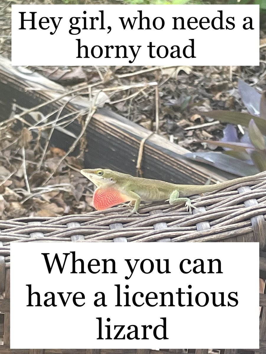 micah_bro_wn's tweet image. #memes #lizard #licentious