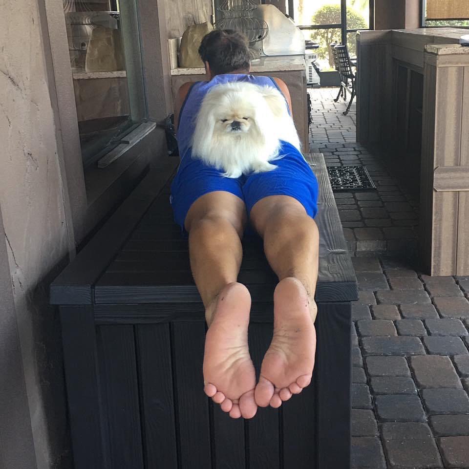 LilCaliGurl's tweet photo. Lazee sunday, watch-n daddy do his #flexercise and #stretches, take-n it eazee dis #sundayfunday
.
.
.
#caligurl #pekingese #doglife #dogslife #totalkneereplacement #totalkneereplacementsurgery #totalkneereplacementrecovery https://t.co/yhqfOB5htn