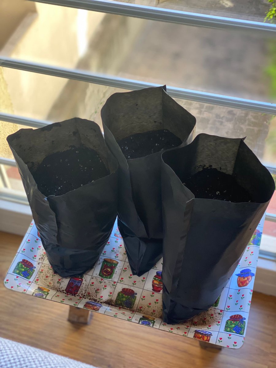 operacionencina's tweet photo. Beatriz desde #madrid nos envía estas fotos de su #viveroencasa
Nos da muchísima alegría ver estas pequeñas #germinadas
Ya mismo convirtiéndose en #encinas que llevará a su finca.
#reforestatuzona #operacionencina #germinandofuturo https://t.co/fIpiZuHNN5