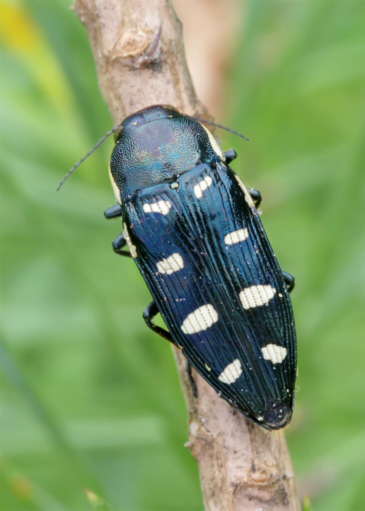 4- besouro joia (família Buprestidae)