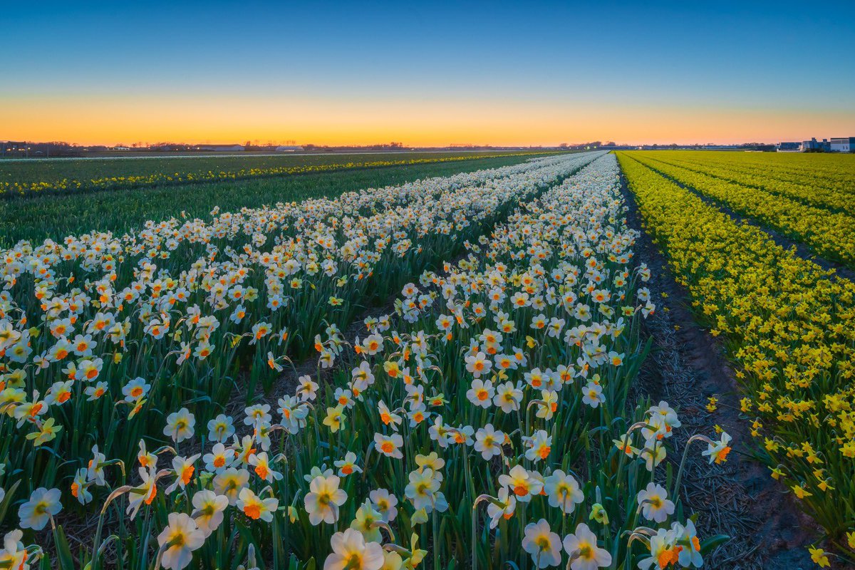 Zonsondergang, Lisse
<a href="/WNLVandaag/">WNL Vandaag</a> @Talpaweer <a href="/weeronline/">Weeronline</a> <a href="/WilliamHuizinga/">William Huizinga</a> <a href="/RTLweer/">rtlweer2015</a> <a href="/BuienRadarNL/">Buienradar</a>