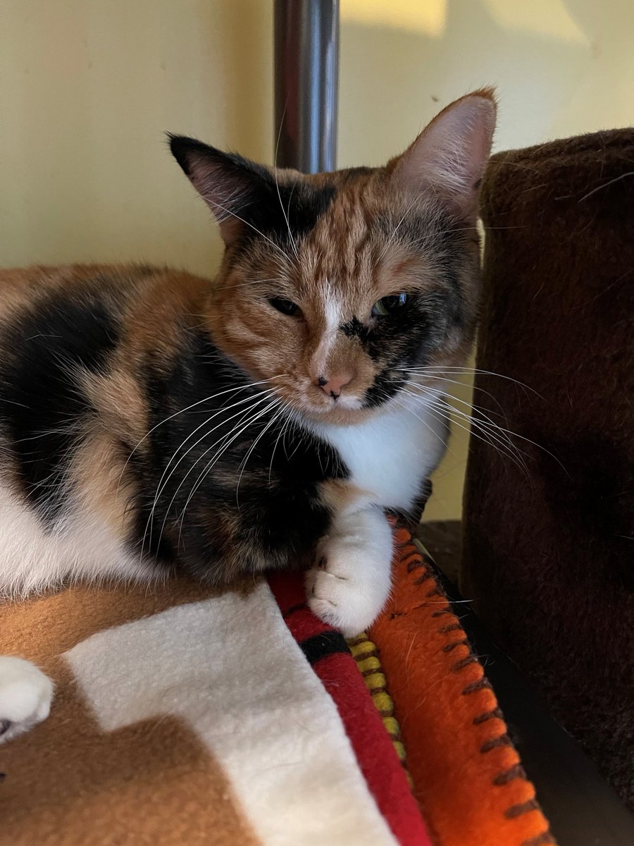 Arya is a sweet cat who has been through a lot, but is shining brighter than ever! This tripod girl has really begun to come out of her shell. She is loving, likes gentle pets, and enjoys playing with her new favorite feather wand toy. Meet Arya at our Redwood City shelter!
