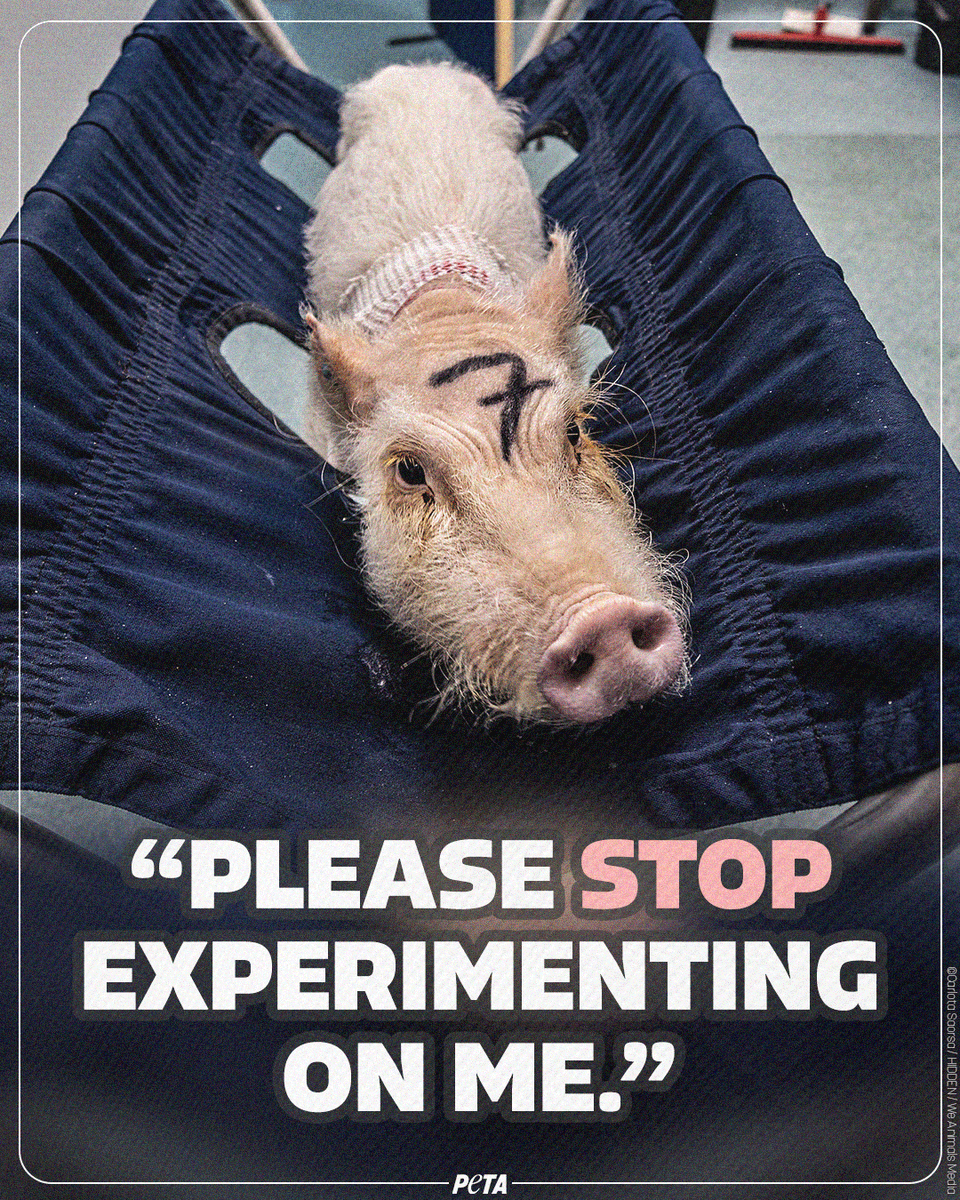 peta's tweet photo. Pigs are known to dream, recognize their own names, &amp; even show empathy for other pigs—yet animal experimenters abuse &amp; torture them in heinous tests that don’t work.

Help stop animal testing once &amp; for all 👉 https://t.co/Ubq79w4kvF https://t.co/Z25veKd0AU