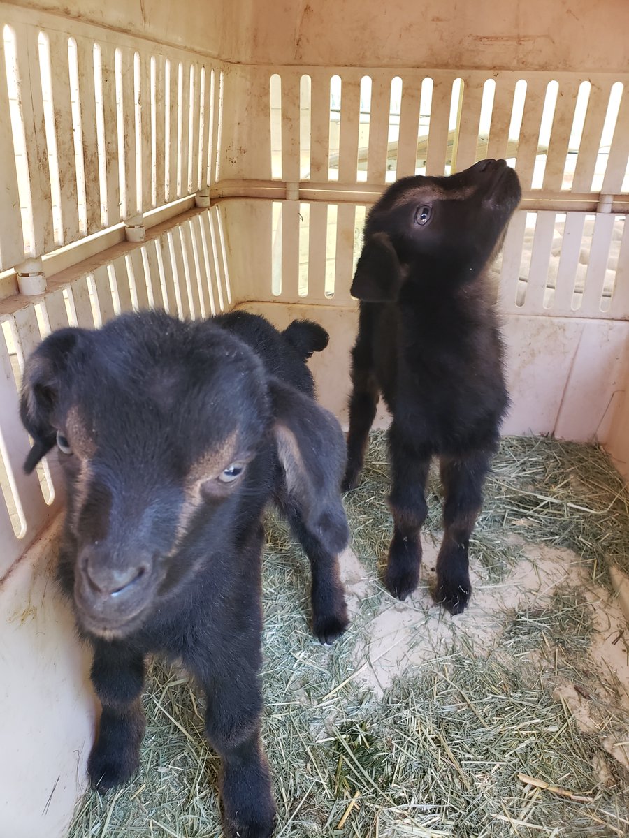 Polser_PE's tweet photo. Meet the newest additions to the farm! You will see them in person if you are coming to our spring festival on April 20th. https://t.co/s1Tz8Face0