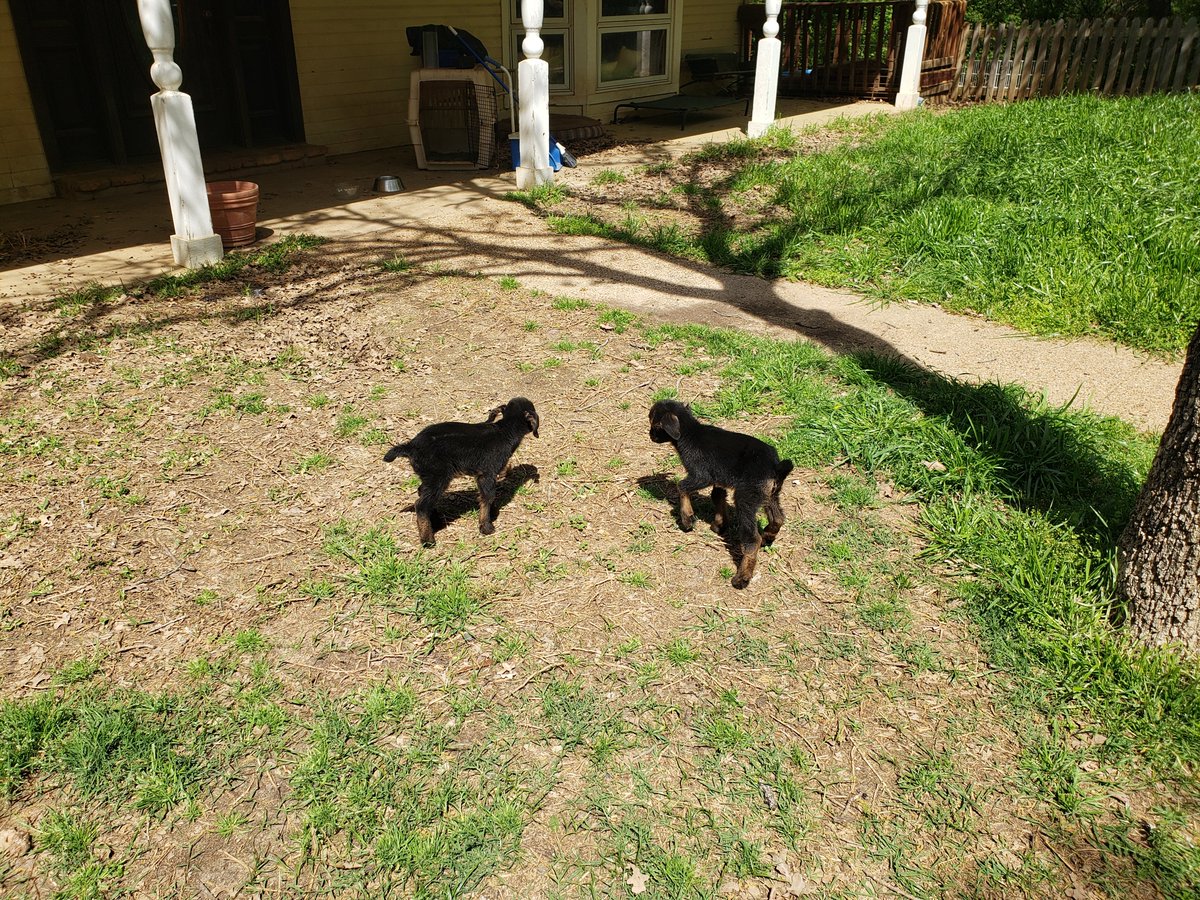 Meet the newest additions to the farm! You will see them in person if you are coming to our spring festival on April 20th.