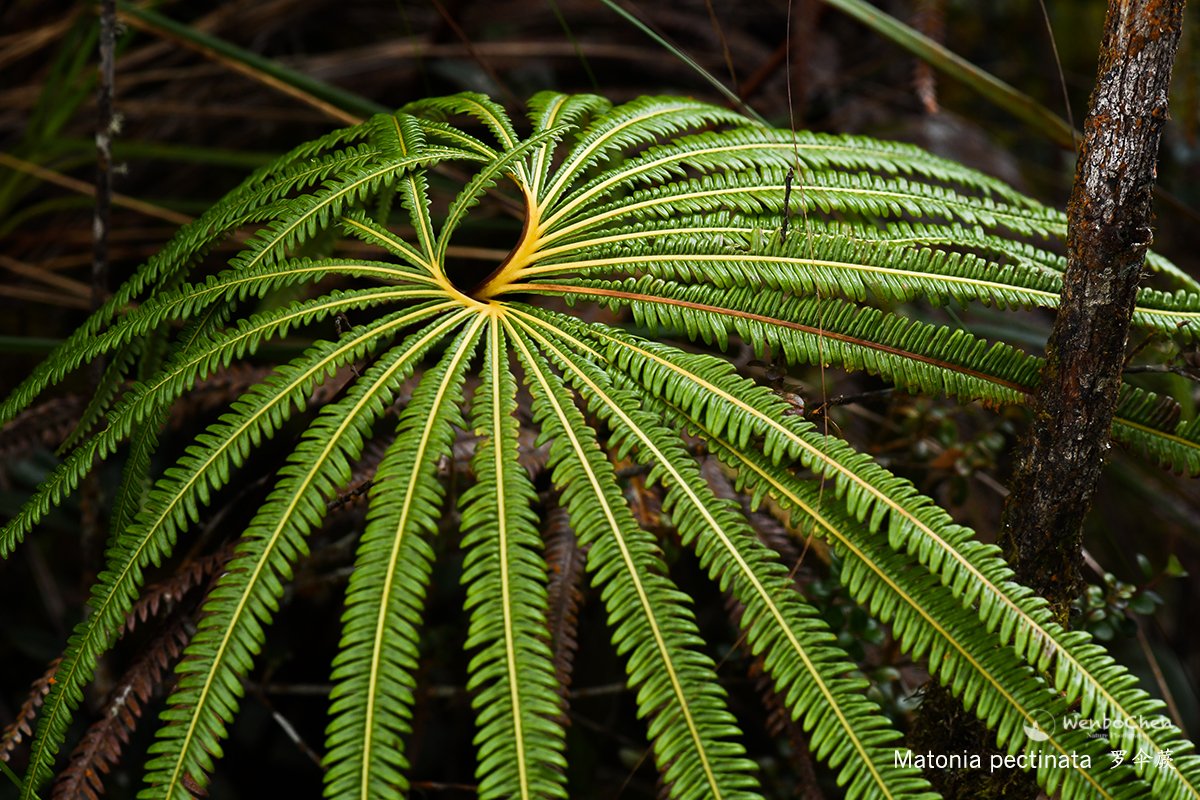 Wenbo77's tweet photo. Matonia pectinata, one of the only two species in its genus, is also one of the most elegant ferns I have seen. 
#sumatrafern #floraofsumatra #罗伞蕨 #matonia #苏门答腊植物 #蕨类 https://t.co/tuN2Xbykq5