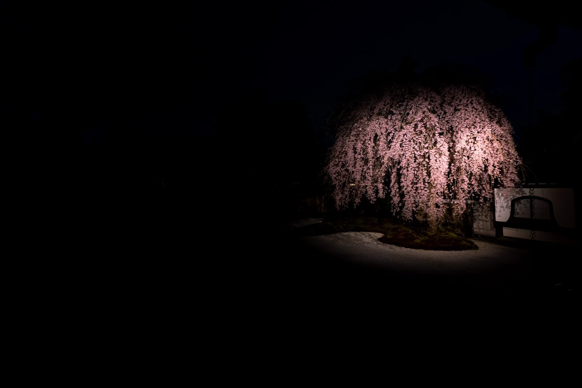 imaharu1's tweet photo. #京都　
#kyoto 
#桜　
#さくら　
#高台寺 https://t.co/MutPlUqlvB