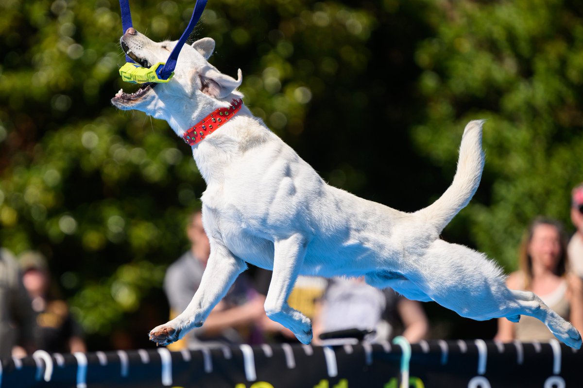 NCStateVetMed's tweet photo. DIVING AND THRIVING. It was a perfect North Carolina day for #NCStateVetMed to host the @akcdoglovers Diving Dogs Premier Cup event. Catch the results and glimpses of our incredible campus next Sunday, April 9, at 1:30 p.m. on @ESPN 2. #vetschool #dogsrock #divingdogs https://t.co/mA5L5lJdpQ