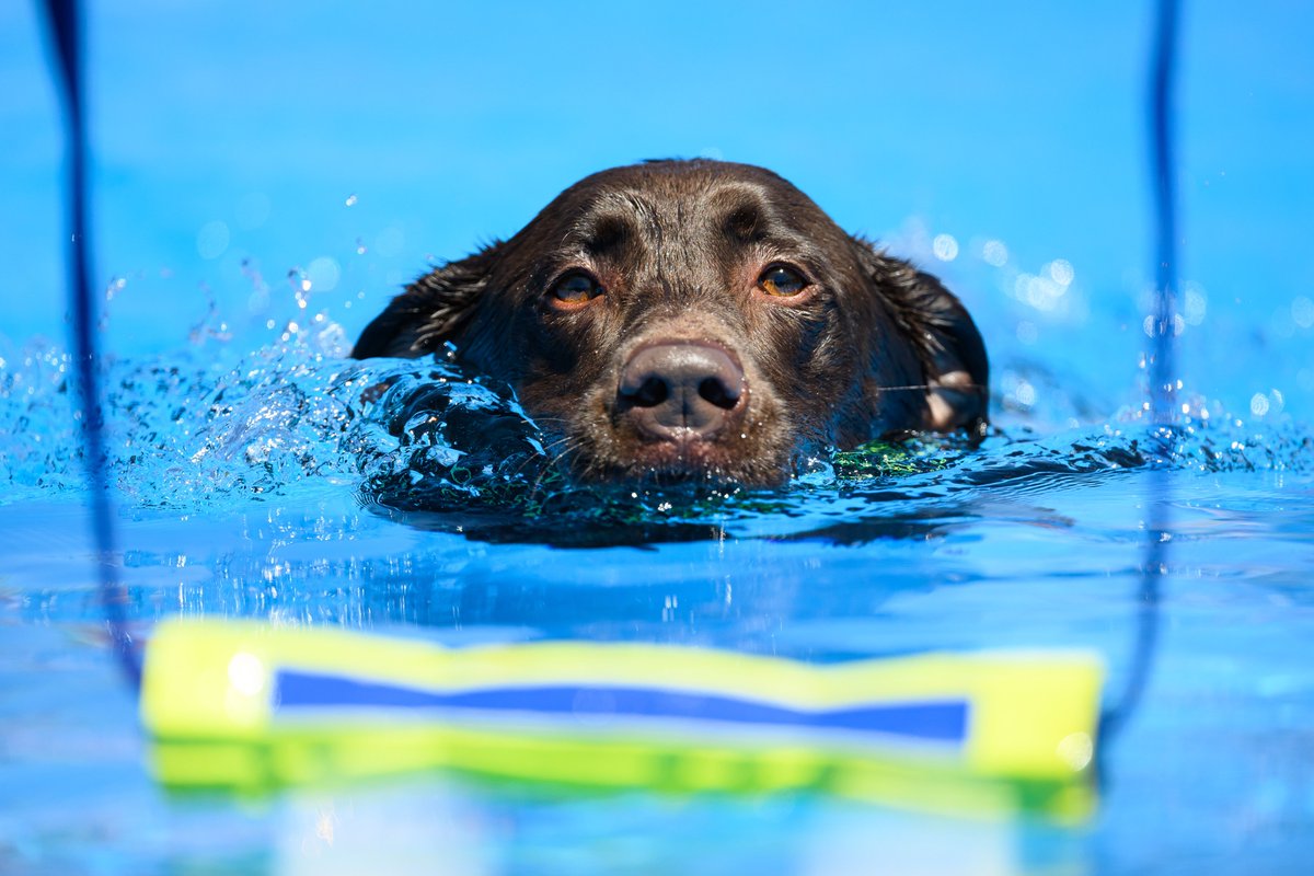 NCStateVetMed's tweet photo. DIVING AND THRIVING. It was a perfect North Carolina day for #NCStateVetMed to host the @akcdoglovers Diving Dogs Premier Cup event. Catch the results and glimpses of our incredible campus next Sunday, April 9, at 1:30 p.m. on @ESPN 2. #vetschool #dogsrock #divingdogs https://t.co/mA5L5lJdpQ