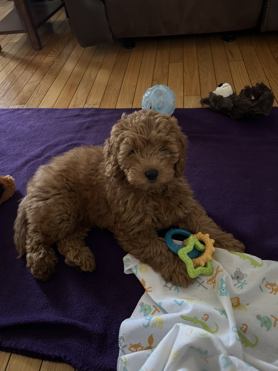 I can’t believe she’s mine still 🥺 #minigoldendoodle